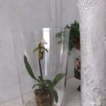 フラワーベース