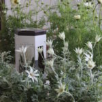 園芸植物　ご相談応じます