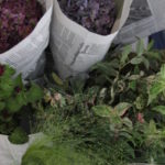 季節の花内容お任せで毎月お届け　¥3,500~