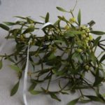 ヤドリギのスワッグ　¥8,000~