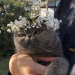 ねこちゃんのおめかし・花冠 ¥6,000~